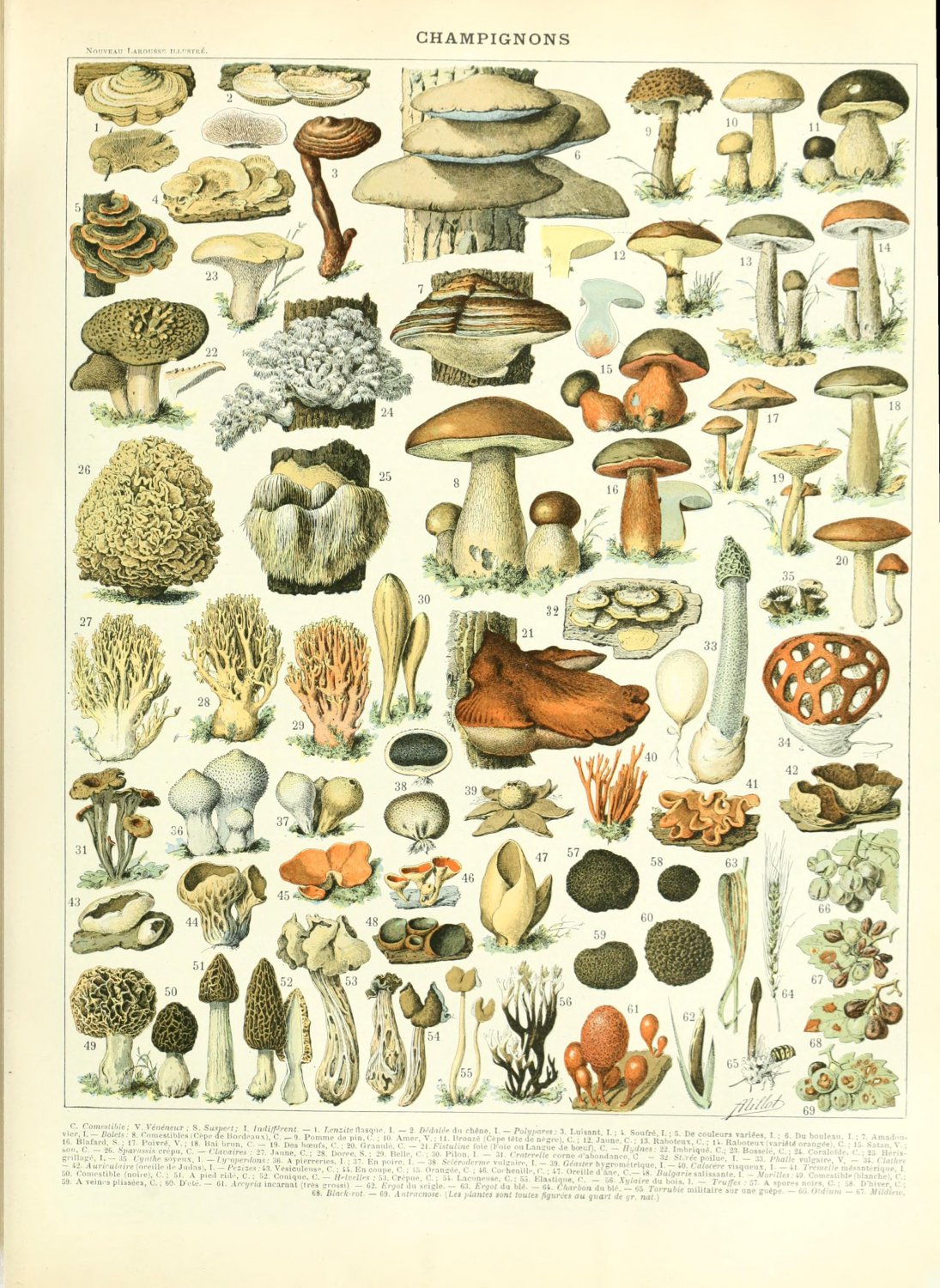 Different Types of Mushrooms Champignons Adolphe Millot  18"x28" (45cm/70cm) Poster