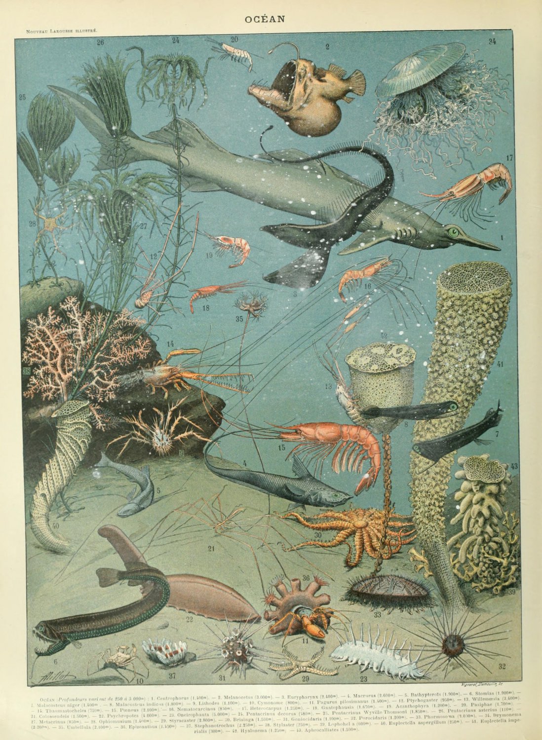 Sea and Ocean Creatures Mollusques Chart Adolphe Millot 13"x19" (32cm/49cm) Polyester Fabric Poster