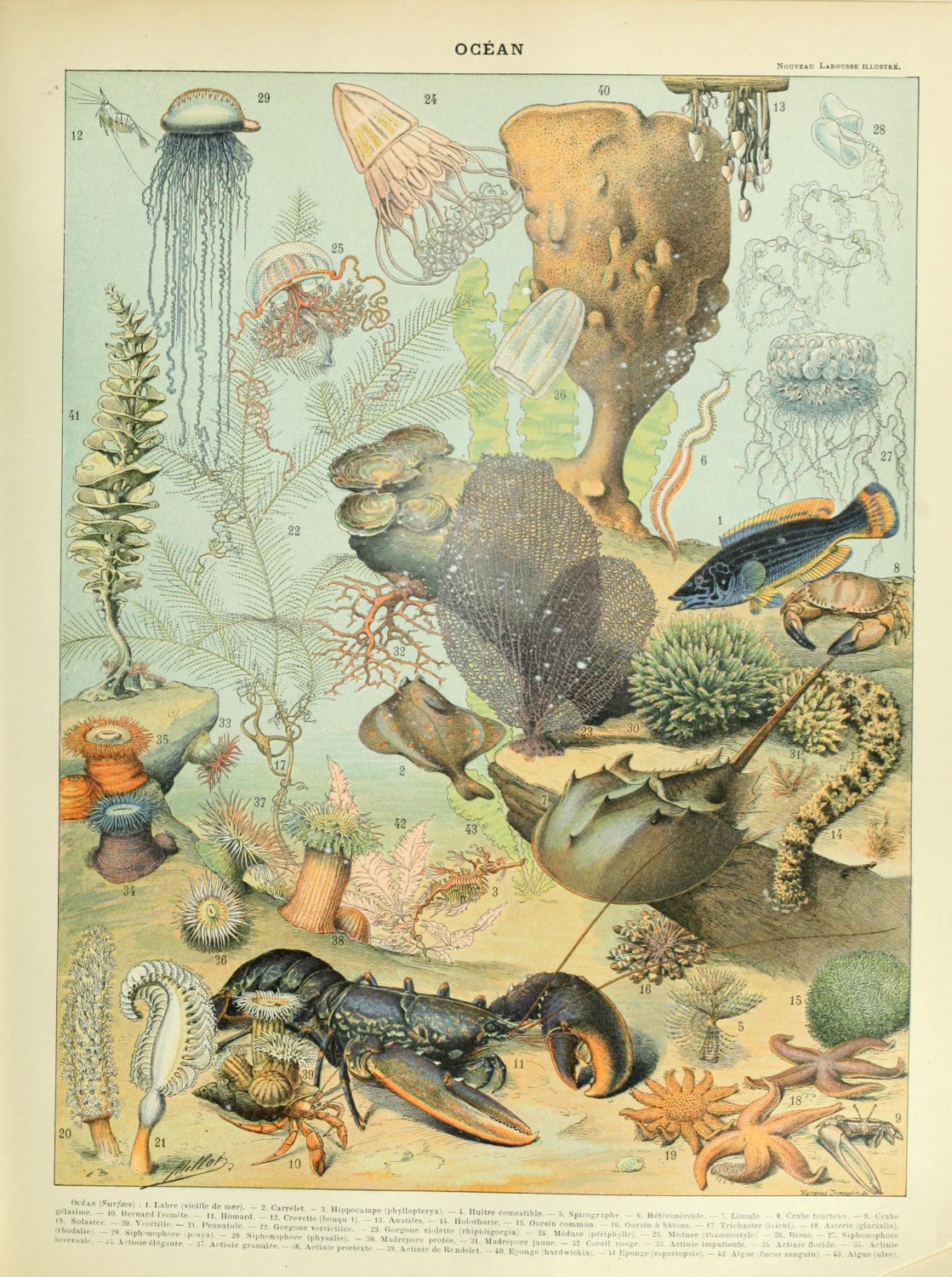 Sea and Ocean Creatures Mollusques Chart Adolphe Millot 13"x19" (32cm/49cm) Polyester Fabric Poster