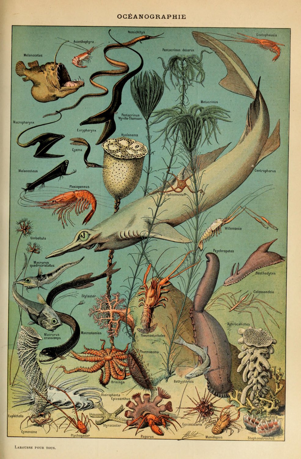 Sea and Ocean Creatures Mollusques Chart Adolphe Millot 13"x19" (32cm/49cm) Polyester Fabric Poster