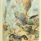 Sea and Ocean Creatures Mollusques Chart Adolphe Millot 18"x28" (45cm/70cm) Canvas Print