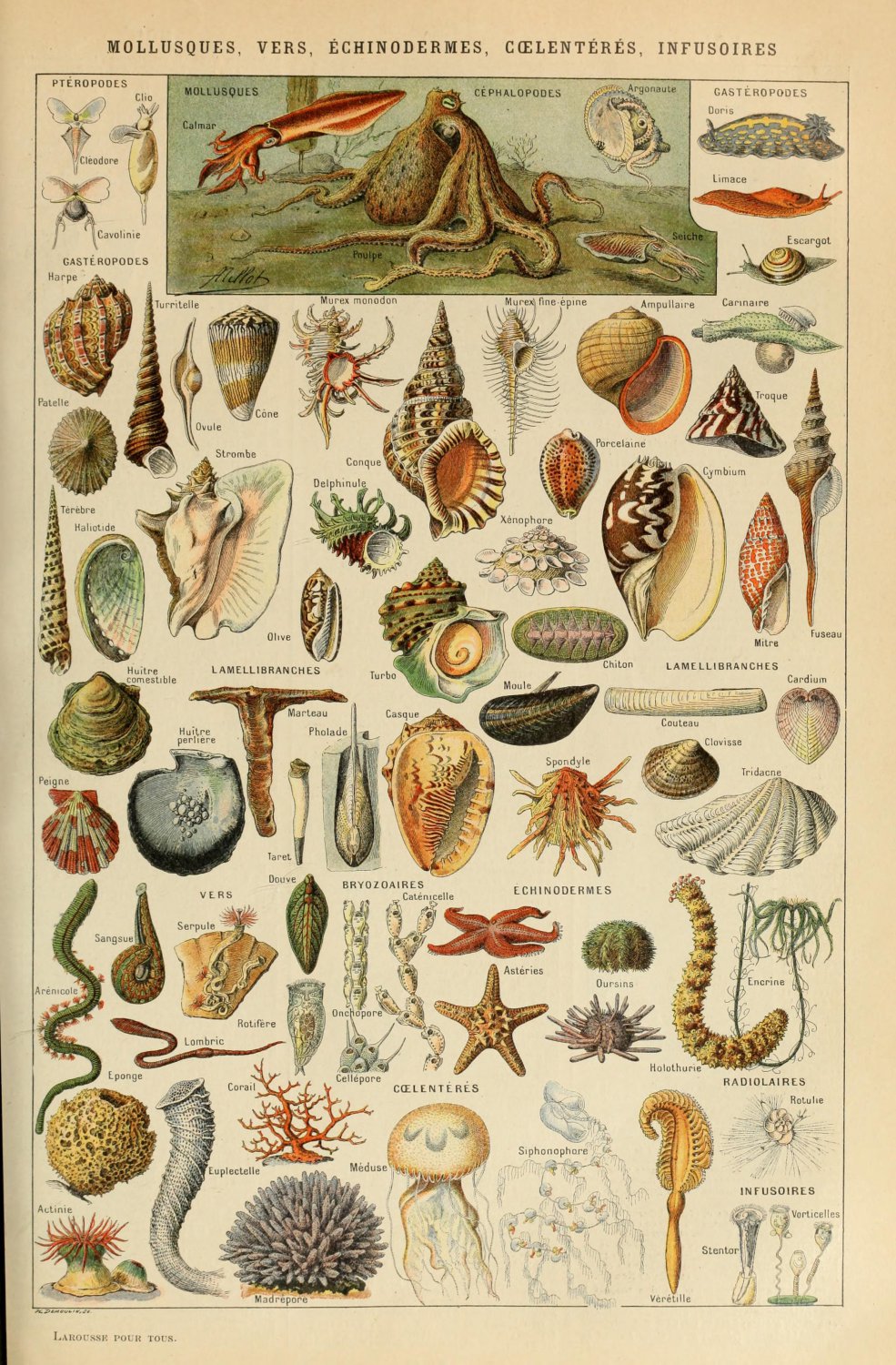 Sea and Ocean Creatures Mollusques Chart Adolphe Millot 18"x28" (45cm/70cm) Poster