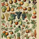 Different Types of Fruits Adolphe Millot 18"x28" (45cm/70cm) Poster