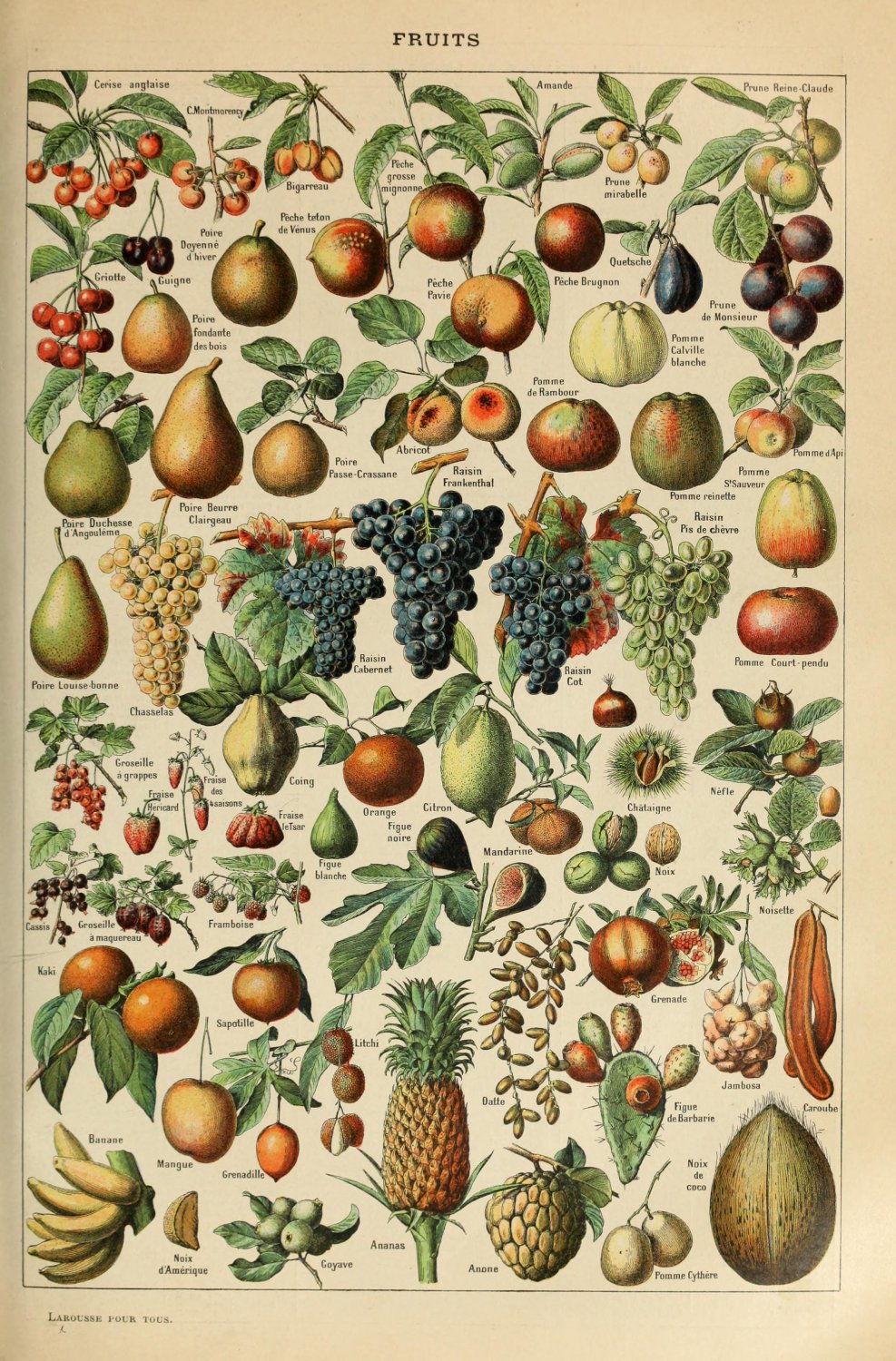 Different Types of Fruits Adolphe Millot 13"x19" (32cm/49cm) Polyester Fabric Poster