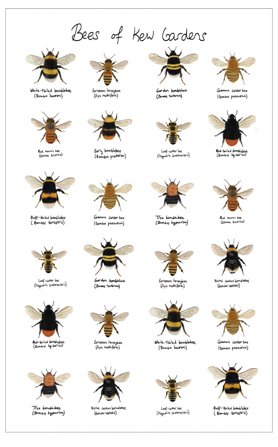 Bees of Kew Gardens Chart 18"x28" (45cm/70cm) Canvas Print