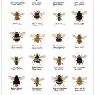 Bees of Kew Gardens Chart 13"x19" (32cm/49cm) Polyester Fabric Poster