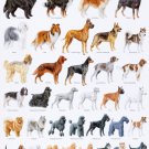 Popular Dog Breeds Chart  13"x19" (32cm/49cm) Polyester Fabric Poster