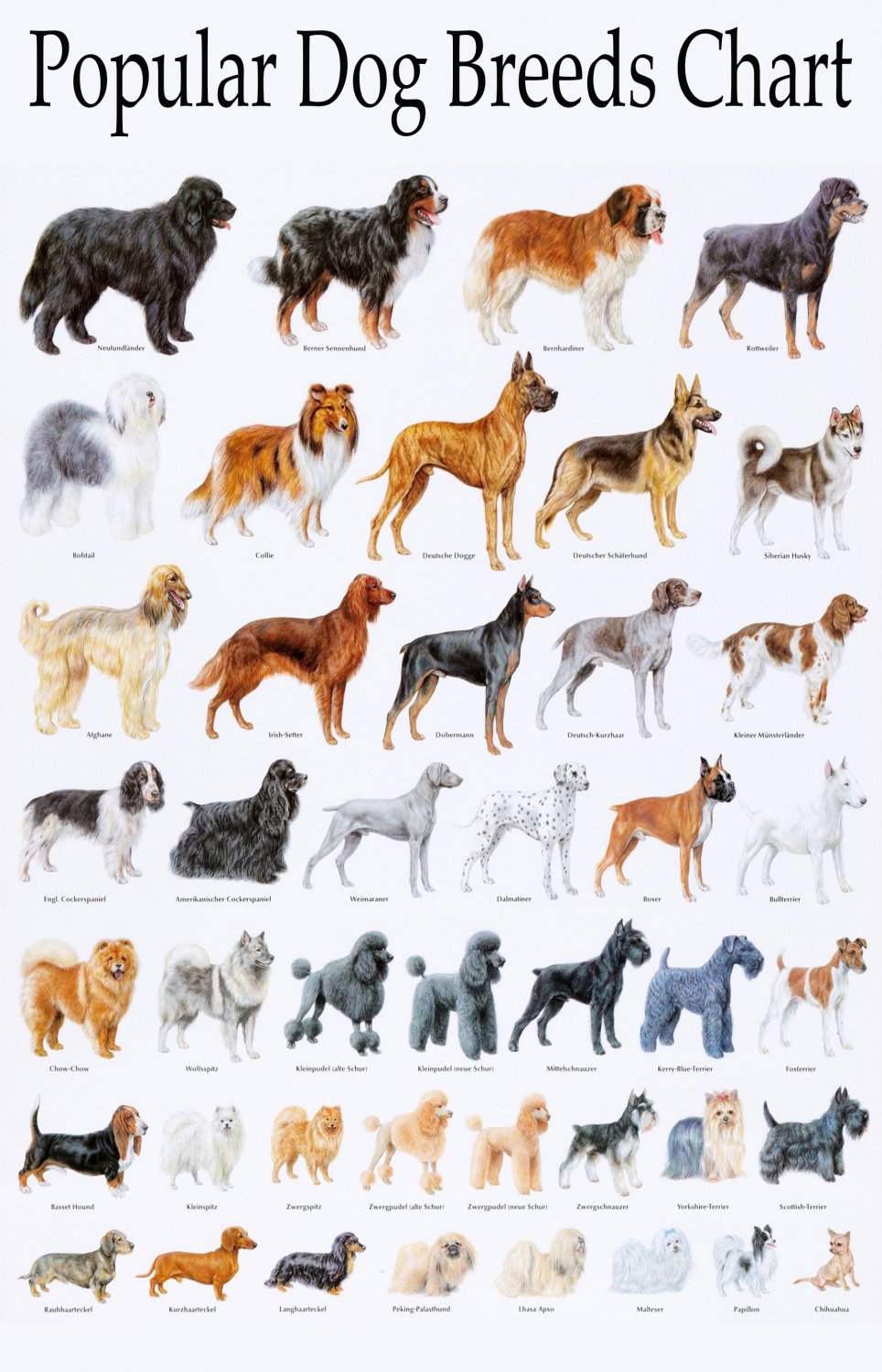 Popular Dog Breeds Chart 18"x28" (45cm/70cm) Poster