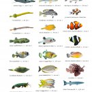 Types of Little Fish Chart 18"x28" (45cm/70cm) Canvas Print