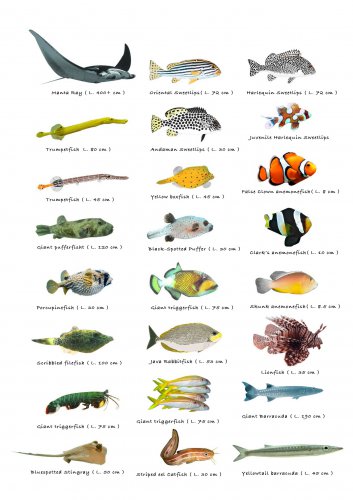 Types of Little Fish Chart 13x19 (32cm/49cm) Polyester Fabric Poster