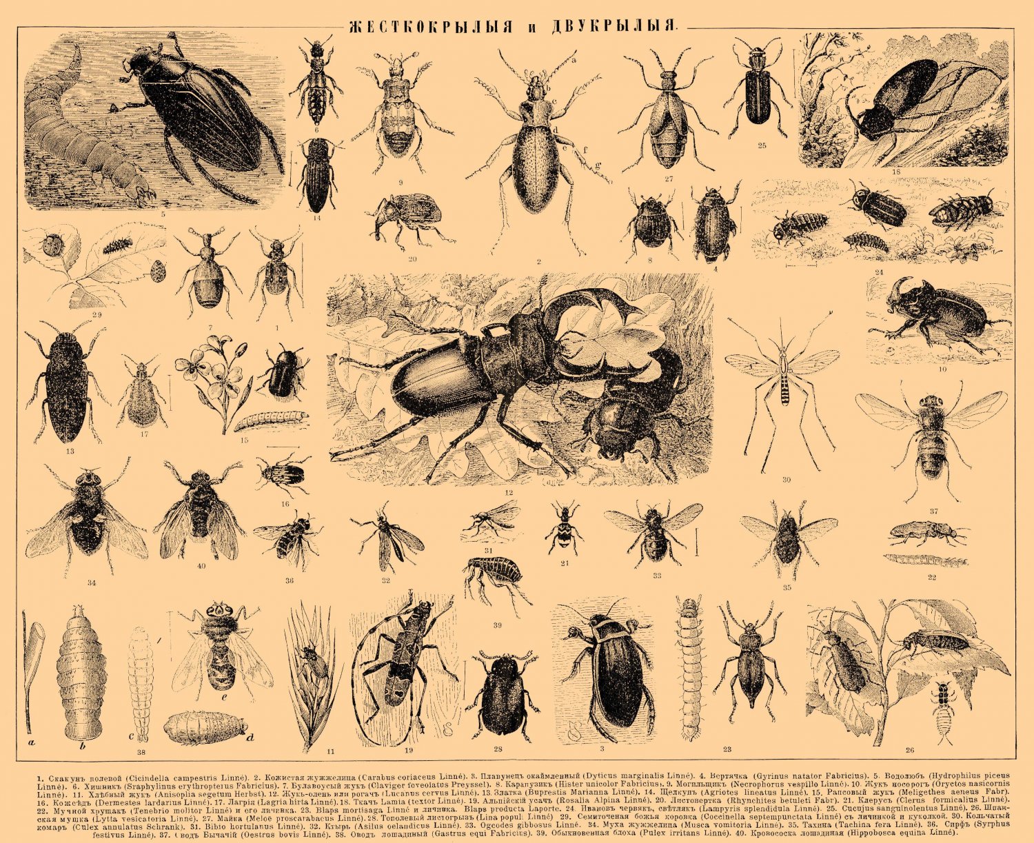 Brockhaus and Efron Encyclopedic Dictionary Chart 18"x28" (45cm/70cm) Poster