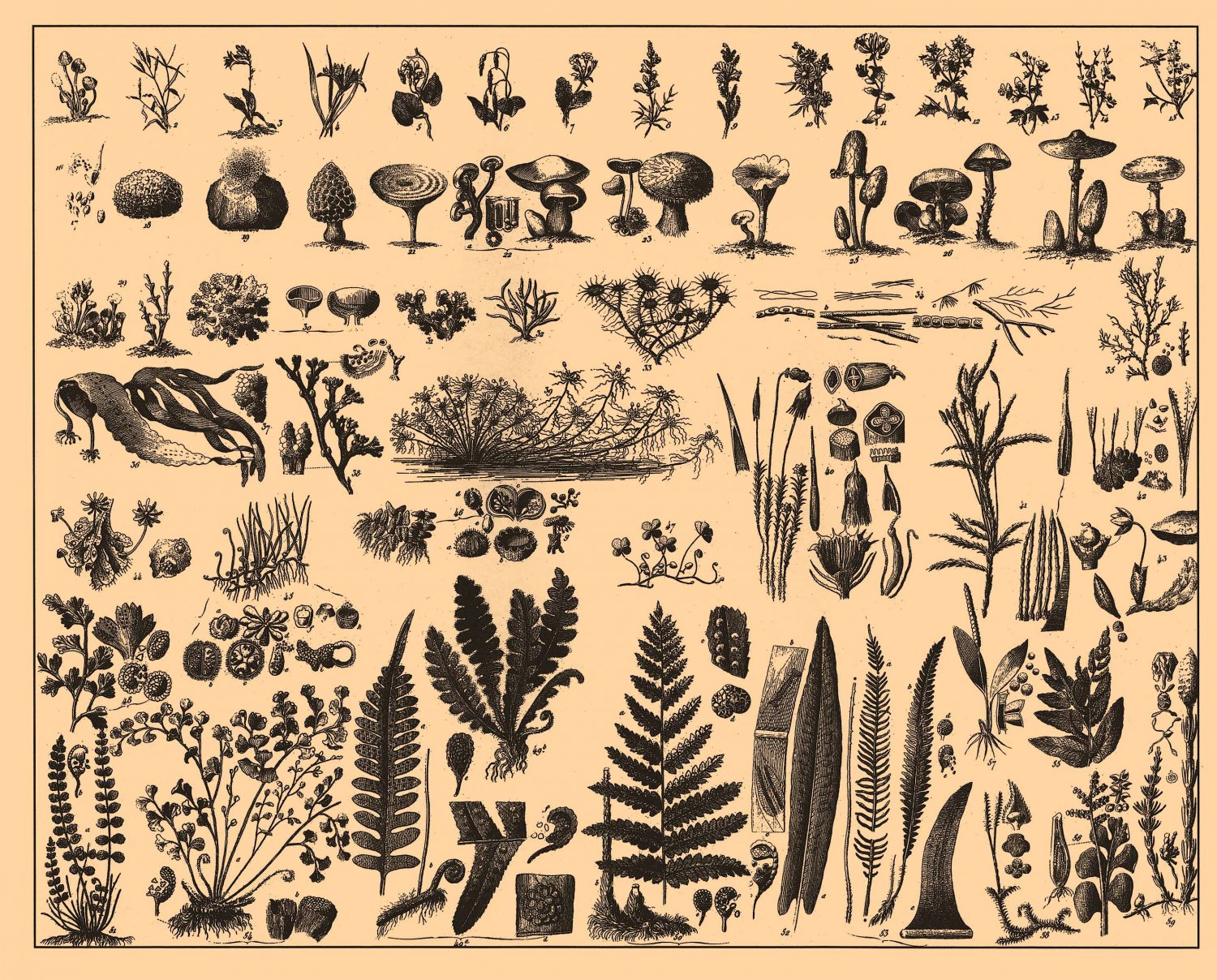Brockhaus and Efron Encyclopedic Dictionary Chart 18"x28" (45cm/70cm) Poster