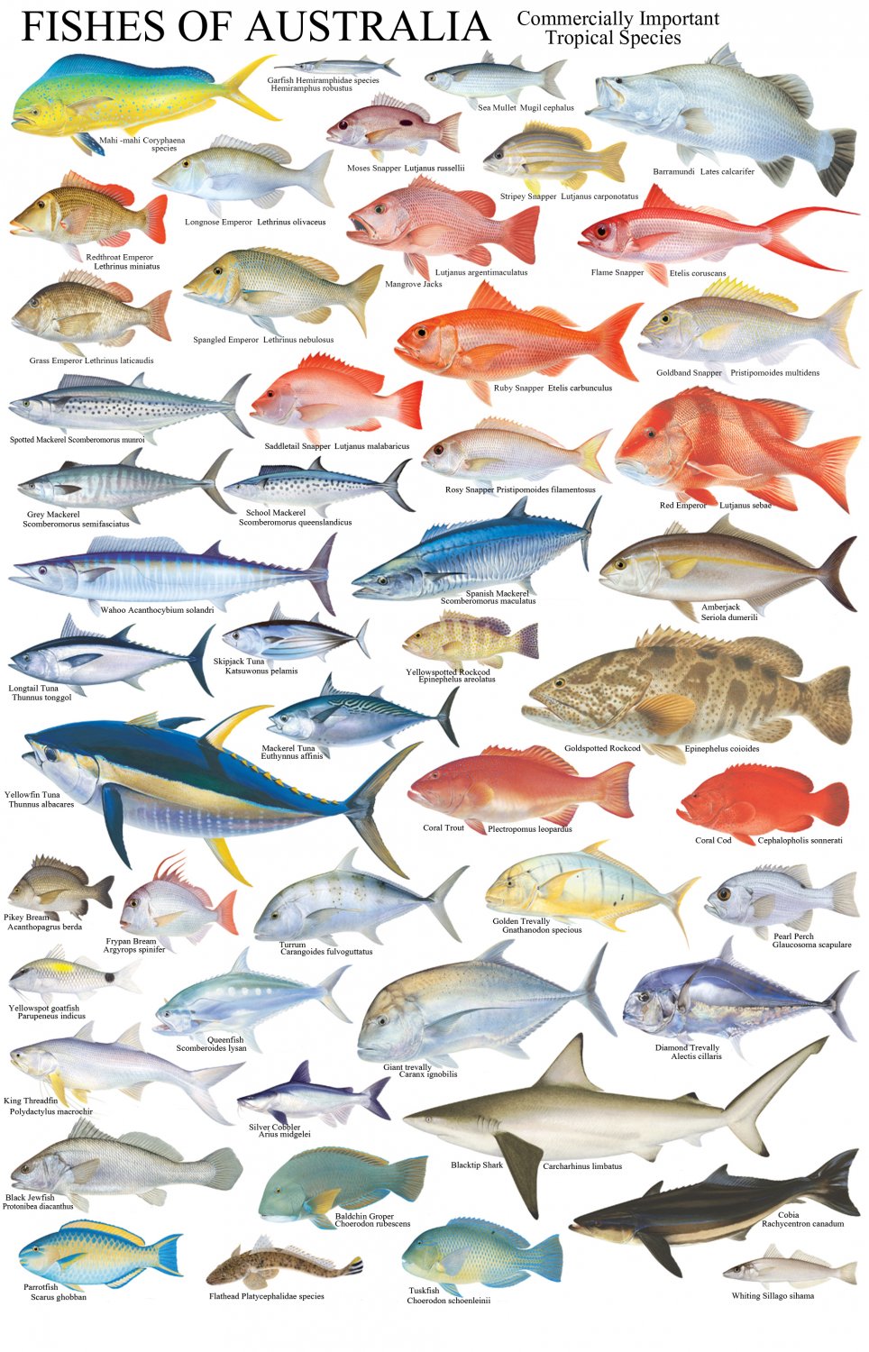 Fishes of Australia Important Tropical Species Chart 13"x19" (32cm/49cm) Polyester Fabric Poster