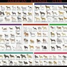American Kennel Dog Breeds Club Chart  18"x28" (45cm/70cm) Canvas Print
