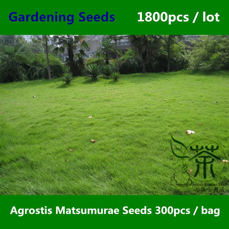 Buy Agrostis Matsumurae Grass Seeds Plant Garden Lawn Grass Jian Gu Ying
