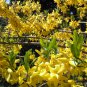 Forsythia Suspensa, Weeping Forsythia Seed 500 PCS, Golden Bell Lian Qiao