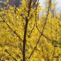 Forsythia Suspensa, Weeping Forsythia Seed 500 PCS, Golden Bell Lian Qiao