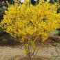 Forsythia Suspensa, Weeping Forsythia Seed 500 PCS, Golden Bell Lian Qiao
