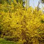 Forsythia Suspensa, Weeping Forsythia Seed 500 PCS, Golden Bell Lian Qiao