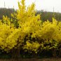 Forsythia Suspensa, Weeping Forsythia Seed 500 PCS, Golden Bell Lian Qiao