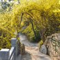 Forsythia Suspensa, Weeping Forsythia Seed 500 PCS, Golden Bell Lian Qiao