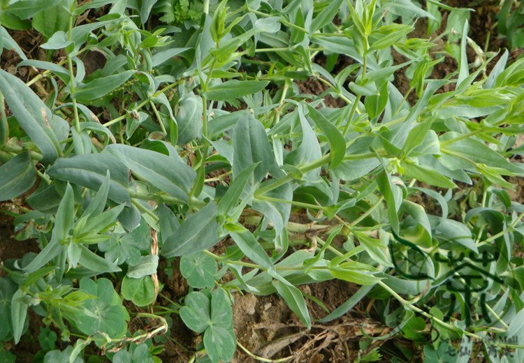 Vaccaria Segetalis, Prairie Carnation Seed 2000 PCS, Cow Cockle Wang Bu Liu Xing