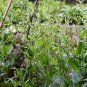 Vaccaria Segetalis, Prairie Carnation Seed 2000 PCS, Cow Cockle Wang Bu Liu Xing
