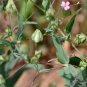 Vaccaria Segetalis, Prairie Carnation Seed 2000 PCS, Cow Cockle Wang Bu Liu Xing