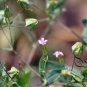 Vaccaria Segetalis, Prairie Carnation Seed 2000 PCS, Cow Cockle Wang Bu Liu Xing