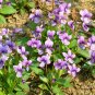 Viola Philippica, Viola Yedoensis Seed 2000 PCS, Zihua Diding