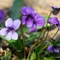 Viola Philippica, Viola Yedoensis Seed 2000 PCS, Zihua Diding