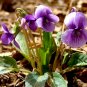 Viola Philippica, Viola Yedoensis Seed 2000 PCS, Zihua Diding