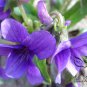 Viola Philippica, Viola Yedoensis Seed 2000 PCS, Zihua Diding