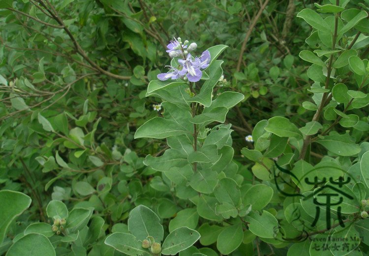 Vitex Trifolia, Simpleleaf Chastetree Seed 2000 PCS, Man Jing Zi