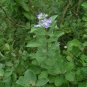 Vitex Trifolia, Simpleleaf Chastetree Seed 2000 PCS, Man Jing Zi