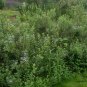 Vitex Trifolia, Simpleleaf Chastetree Seed 2000 PCS, Man Jing Zi