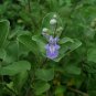 Vitex Trifolia, Simpleleaf Chastetree Seed 2000 PCS, Man Jing Zi