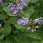 Vitex Trifolia, Simpleleaf Chastetree Seed 2000 PCS, Man Jing Zi