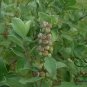 Vitex Trifolia, Simpleleaf Chastetree Seed 2000 PCS, Man Jing Zi