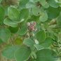 Vitex Trifolia, Simpleleaf Chastetree Seed 2000 PCS, Man Jing Zi