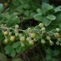 Vitex Trifolia, Simpleleaf Chastetree Seed 2000 PCS, Man Jing Zi