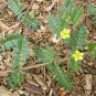 Tribulus Terrestris, Burra Gokharu Seed 500 PCS, Goathead Bullhead Ci Jili