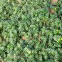 Tribulus Terrestris, Burra Gokharu Seed 500 PCS, Goathead Bullhead Ci Jili