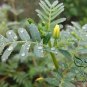 Tribulus Terrestris, Burra Gokharu Seed 500 PCS, Goathead Bullhead Ci Jili