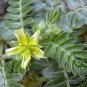 Tribulus Terrestris, Burra Gokharu Seed 500 PCS, Goathead Bullhead Ci Jili
