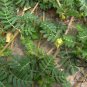 Tribulus Terrestris, Burra Gokharu Seed 500 PCS, Goathead Bullhead Ci Jili