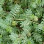 Tribulus Terrestris, Burra Gokharu Seed 500 PCS, Goathead Bullhead Ci Jili