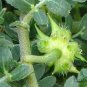 Tribulus Terrestris, Burra Gokharu Seed 500 PCS, Goathead Bullhead Ci Jili