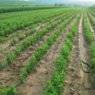 Stevia Rebaudiana, Candyleaf Sugarleaf Seed 300 PCS, Sweet Leaf Tian Ye Ju