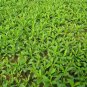 Stevia Rebaudiana, Candyleaf Sugarleaf Seed 300 PCS, Sweet Leaf Tian Ye Ju